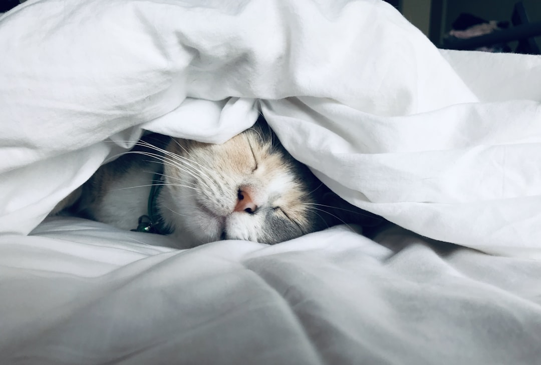 A close-up of calm, peaceful sleep with soft light, representing the gap between what users feel and what algorithms guess about naps