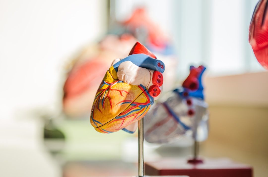 An anatomical model of the human heart. Smart rings measure blood volume changes in peripheral capillaries, not the electrical activity of the heart muscle itself.